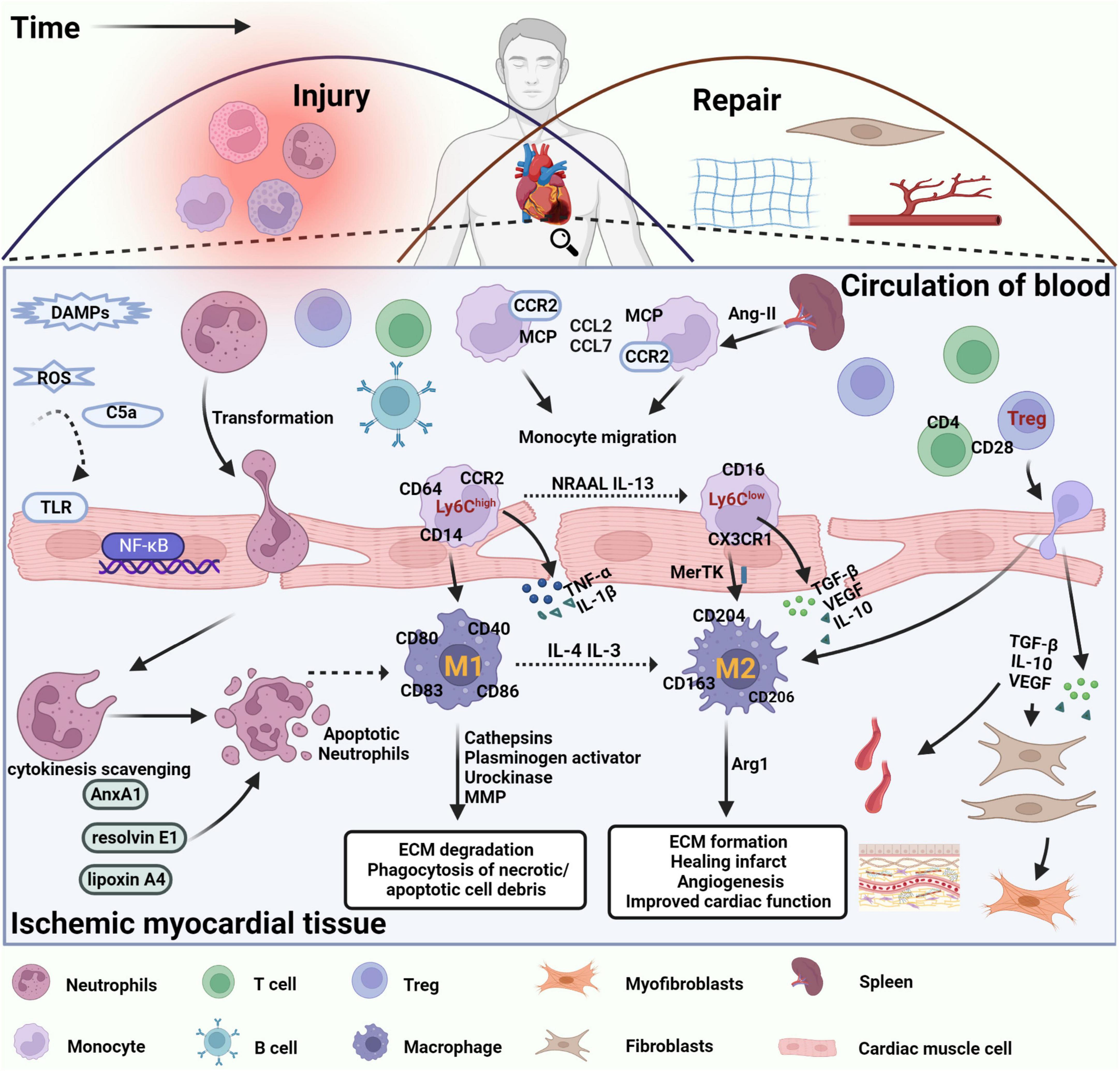 Cardiac repair after myocardial infarction: A two-sided role of inflammation-mediated